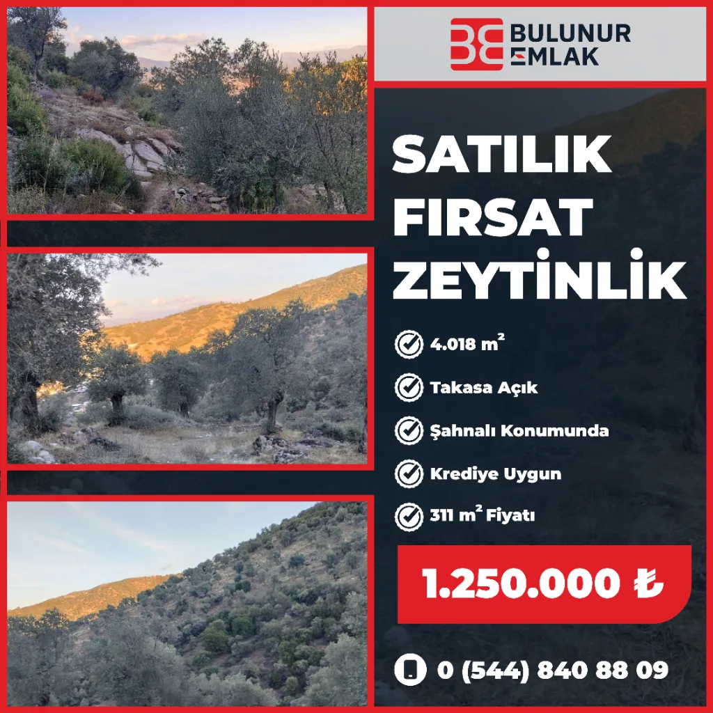 BULUNUR EMLAKTAN ŞAHNALIDA 4 DÖNÜM TAKASA AÇIK SATILIK ZEYTİNLİK