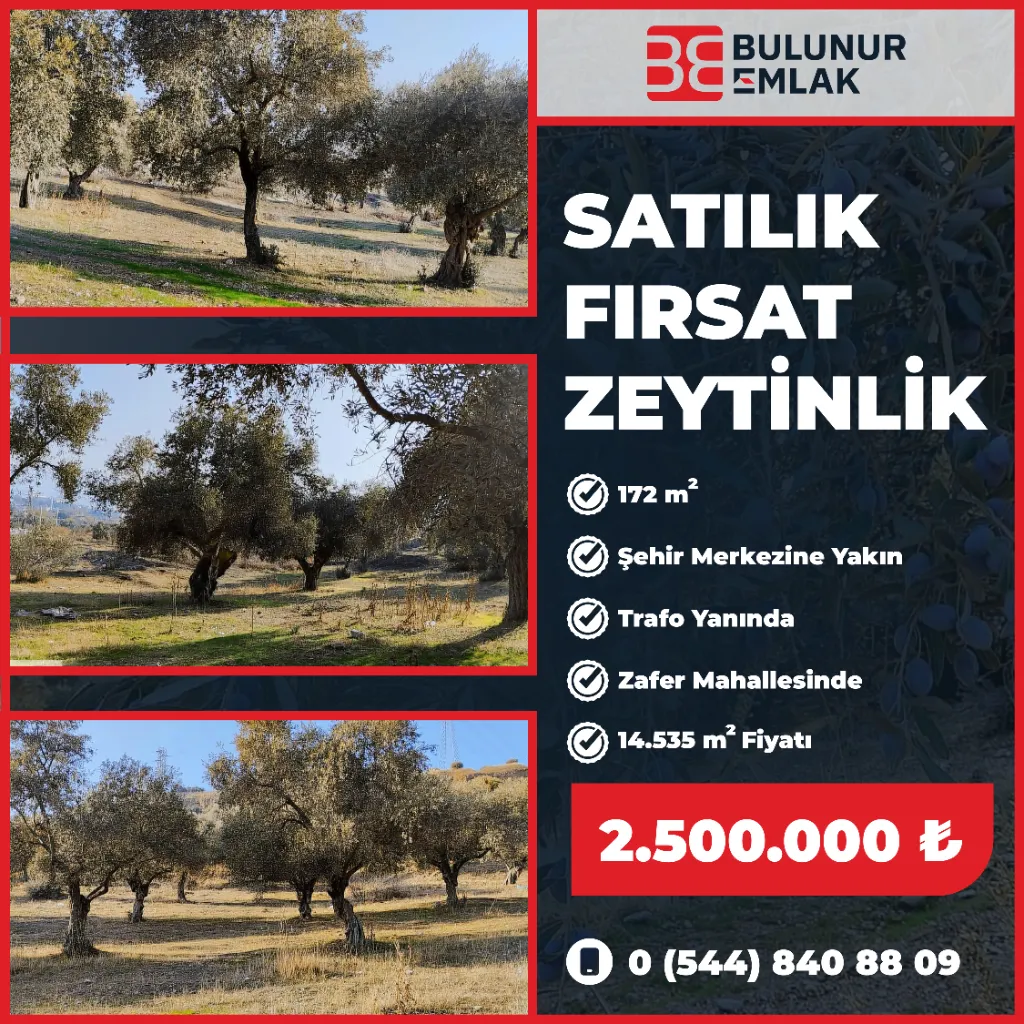 BULUNUR EMLAK'TAN SATILIK ZEYTİNLİK...