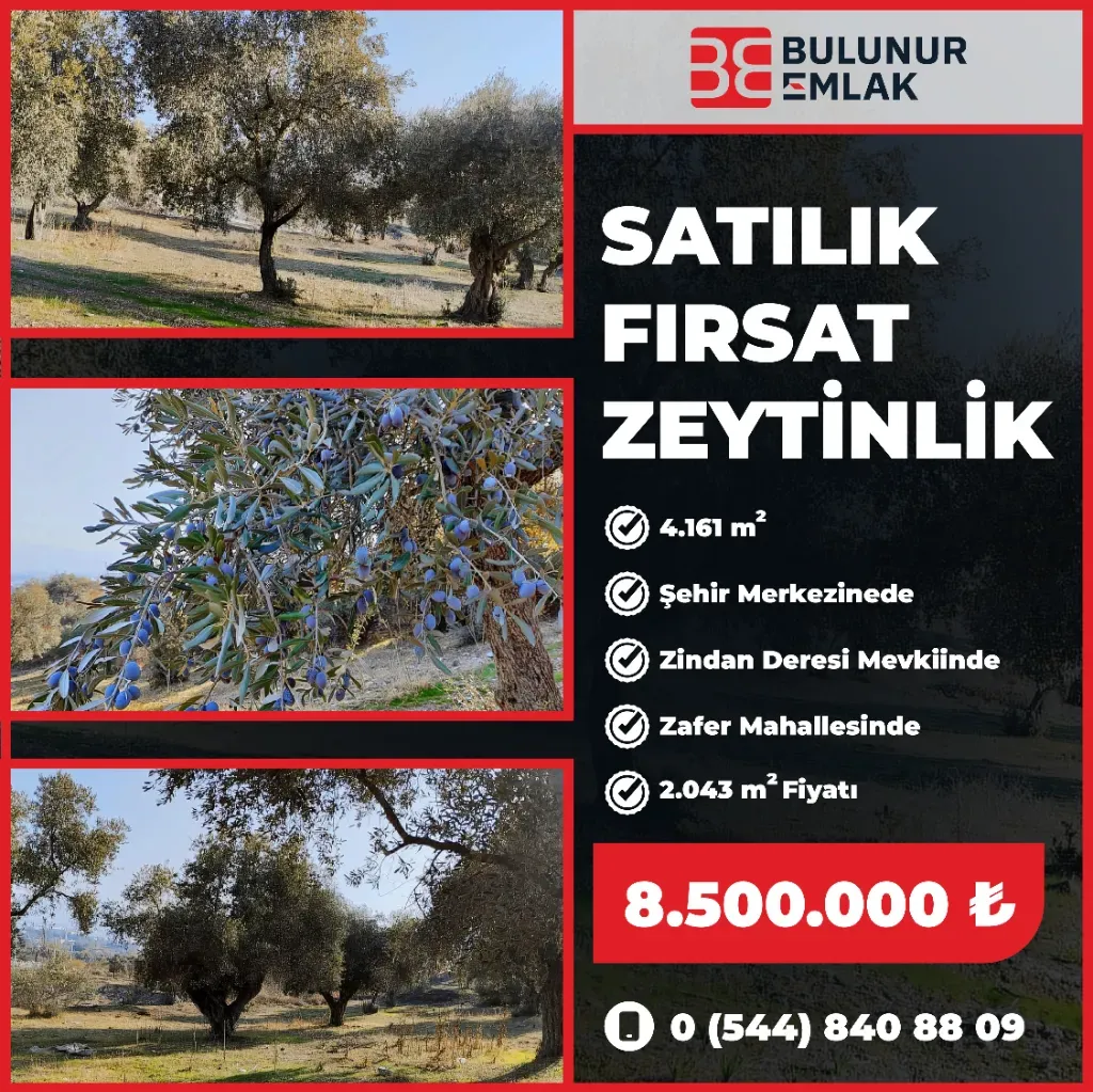 BULUNUR EMLAK'TAN ŞEHİR MERKEZİNE YAKIN SATILIK ZEYTİNLİK