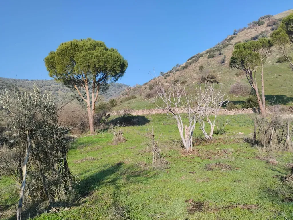BULUNUR'DAN CİNCİNDE YOLA YAKIN 5.2 DÖNÜM ZEYTİN AĞAÇLI BAHÇE