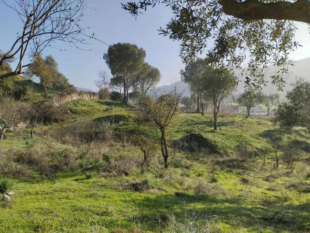 BULUNUR'DAN CİNCİNDE YOLA YAKIN 5.2 DÖNÜM ZEYTİN AĞAÇLI BAHÇE