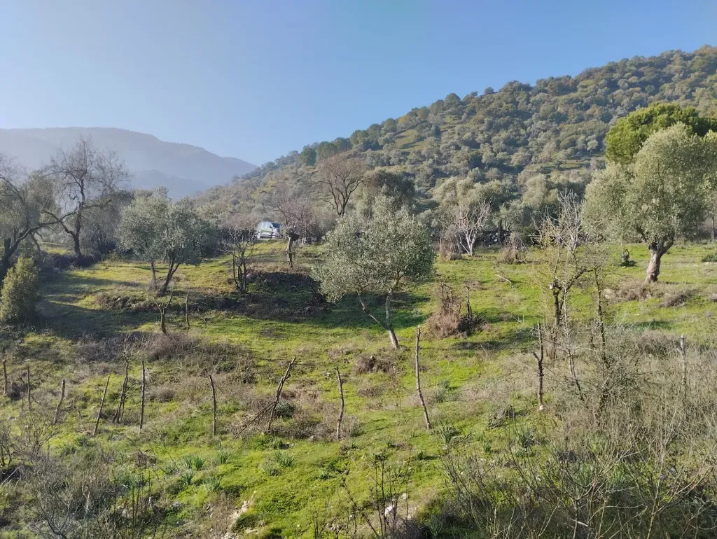 BULUNUR'DAN CİNCİNDE YOLA YAKIN 5.2 DÖNÜM ZEYTİN AĞAÇLI BAHÇE