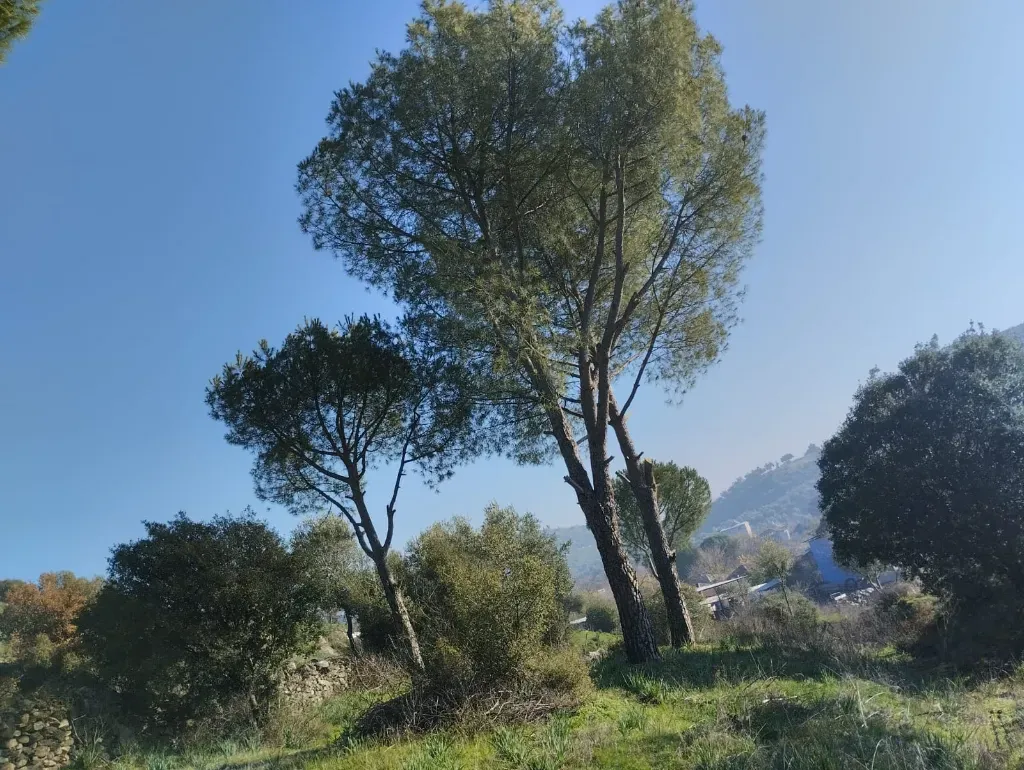 BULUNUR'DAN CİNCİNDE YOLA YAKIN 5.2 DÖNÜM ZEYTİN AĞAÇLI BAHÇE