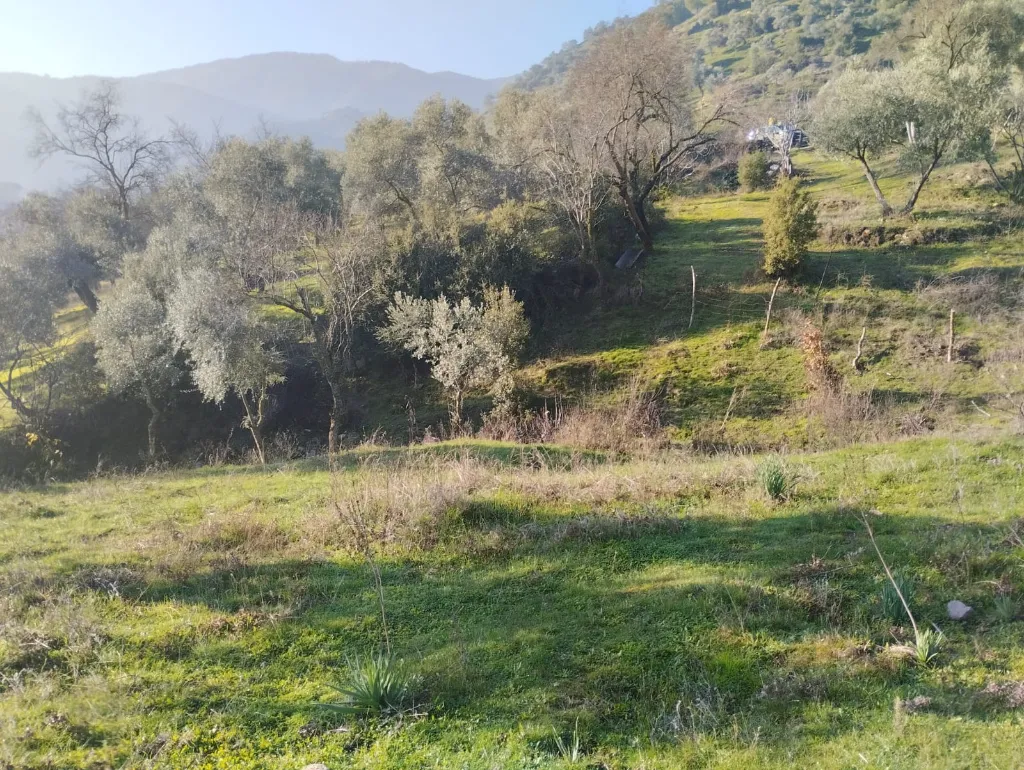 BULUNUR'DAN CİNCİNDE YOLA YAKIN 5.2 DÖNÜM ZEYTİN AĞAÇLI BAHÇE