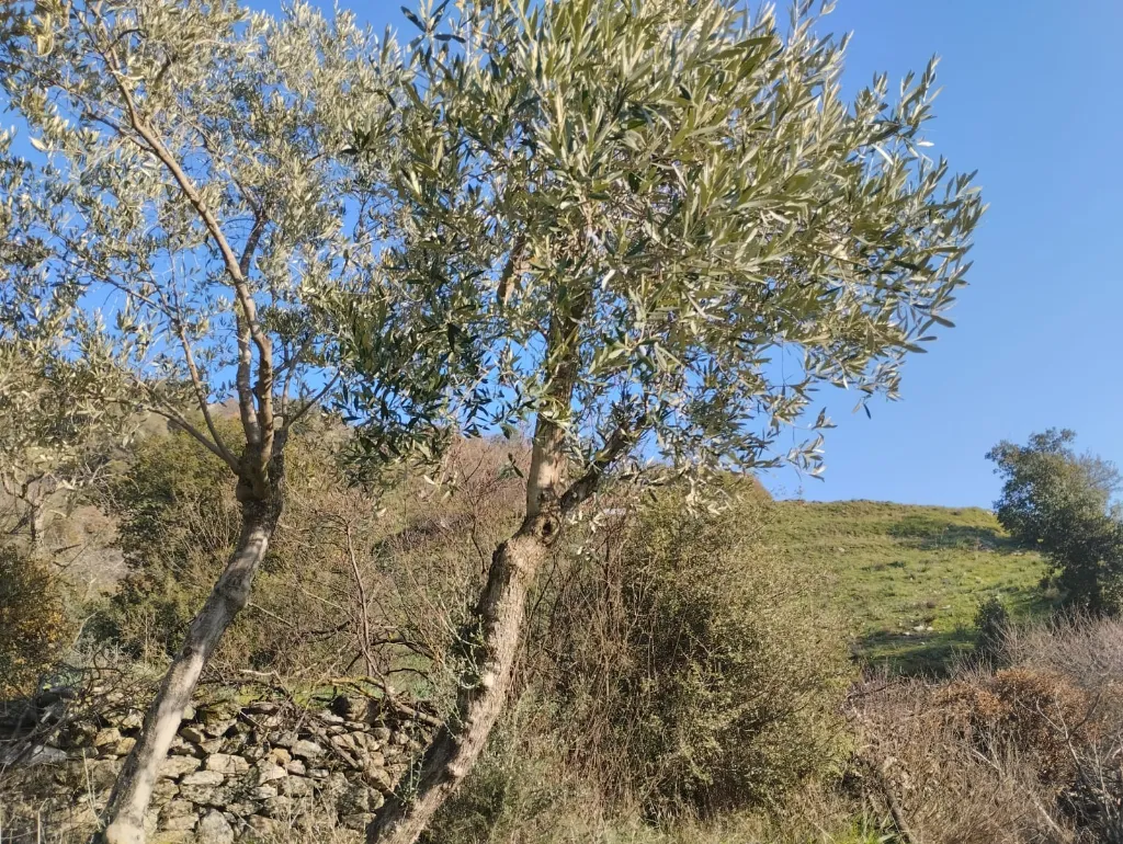 BULUNUR'DAN CİNCİNDE YOLA YAKIN 5.2 DÖNÜM ZEYTİN AĞAÇLI BAHÇE